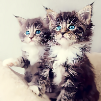 KittensWallpapers